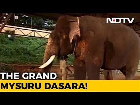 justice for arjuna the elephant
